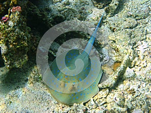 Blue-spotted stingray in Red sea