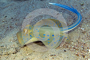 Blue - spotted stingray in Red sea - close up ,