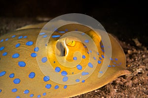 Blue spotted stingray in the Red Sea