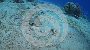 Blue spotted stingray in the Red Sea m.m
