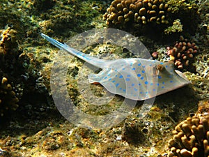 Blue-spotted stingray and reef