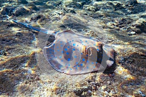 Blue spotted Stingray on sand bootom in the Red Sea