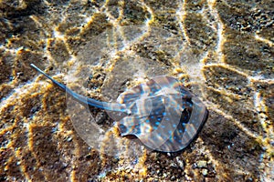 Blue spotted Stingray on sand bootom in the Red Sea