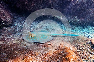 Blue spotted Stingray on sand bootom in the Red Sea