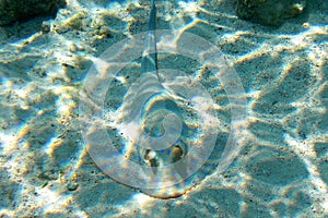 Blue spotted stingray on the sandy bottom