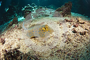 Blue-spotted stingray on the sea bed