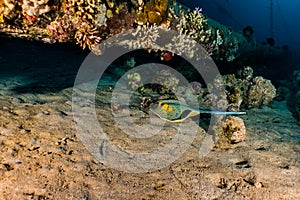 Blue spotted stingray On the seabed