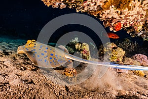 Blue spotted stingray On the seabed