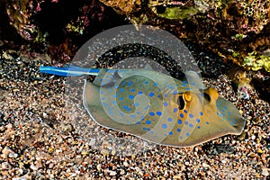 Blue spotted stingray On the seabed