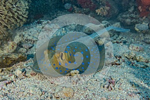 Blue spotted stingray On the seabed