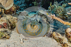 Blue spotted stingray On the seabed