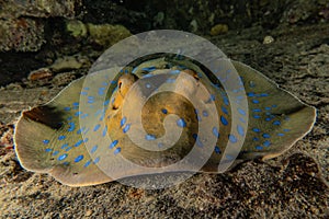 Blue spotted stingray On the seabed