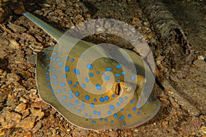 Blue spotted stingray On the seabed