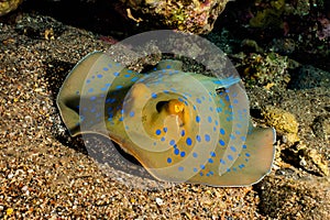 Blue spotted stingray On the seabed photo