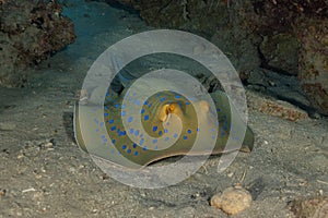 Blue spotted stingray  in the Red Sea