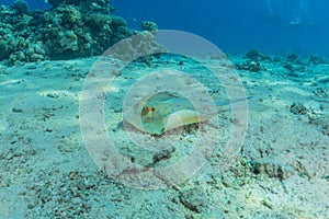 Blue spotted stingray On the seabed  in the Red Sea