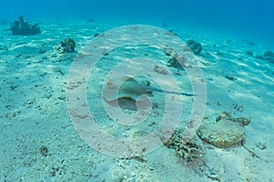 Blue spotted stingray On the seabed  in the Red Sea