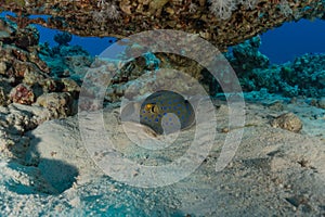 Blue spotted stingray On the seabed  in the Red Sea