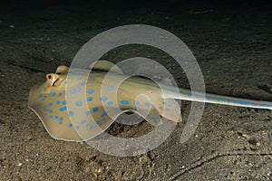 Blue spotted stingray in the Red Sea a.e