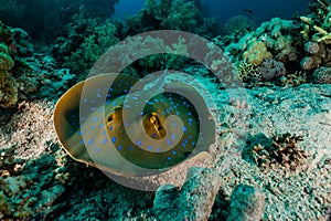 Blue spotted stingray in the Red Sea