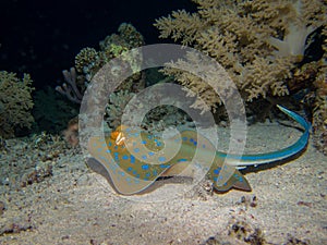 Blue spotted stingray on seafloor