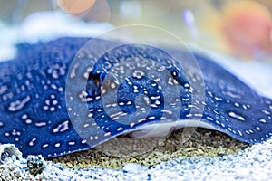 Blue spotted Stingray. Taeniura lymma