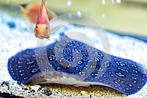 Blue spotted Stingray. Taeniura lymma