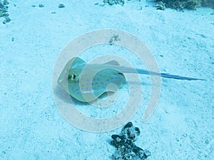Blue spotted stingray or Taeniura lymma in the depths of the Red sea