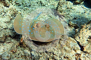 Blue spotted stingray Taeniura lymma -  Red Sea