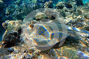 Blue spotted stingray Taeniura lymma - Red Sea