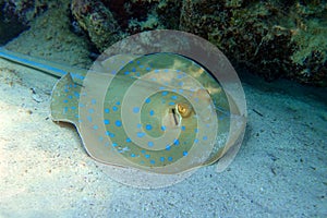 Blue spotted stingray Taeniura lymma - Red Sea