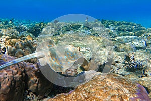 Blue spotted stingray Taeniura lymma - Red Sea