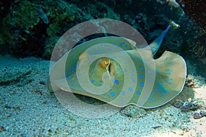 Blue spotted stingray Taeniura lymma -  Red Sea