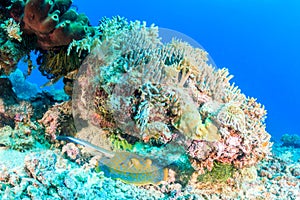 Blue Spotted Stingray under a coral pinnacle