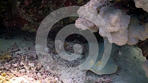 Blue Spotted stingray under the coral reef