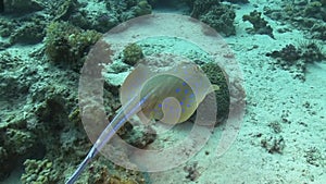 Blue Spotted stingray under the coral reef