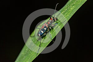 Blue Spotted Tiger Beetle on leaf
