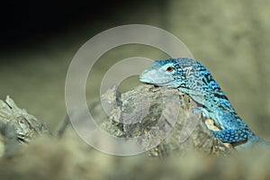 Blue-spotted tree monitor