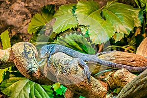 Blue spotted tree monitor on a branch in closeup, endangered lizard from the Island of Batanta in Indonesia