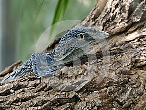 Blue-spotted tree monitor on tree trunk