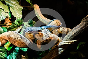 Blue spotted tree monitor walking ovar a branch, endangered lizard that lives on the island of batanta in Indonesia