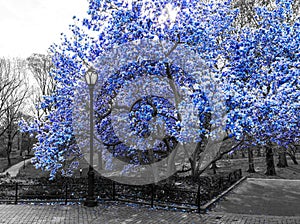 Blue spring blossoms blooming on black and white trees above a path in Central Park, New York City NYC