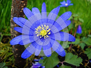 Blue spring flower Anemona photo
