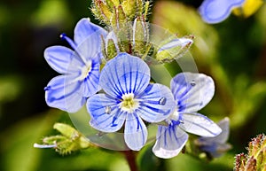 Blue Spring Flower