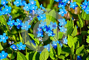 Blue spring flowers