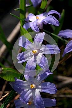 Blue spring flowers bloom close-up