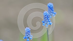 Blue spring flowers. Blue muscari flowers in nature. Muscari ornamental springtime flowers in bloom. Slow motion.