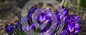 Blue spring flowers. Blue spring crocuses
