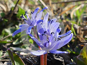 Blue spring flowers in the forest