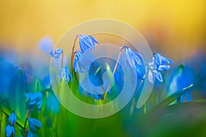 Blue spring flowers in a forest